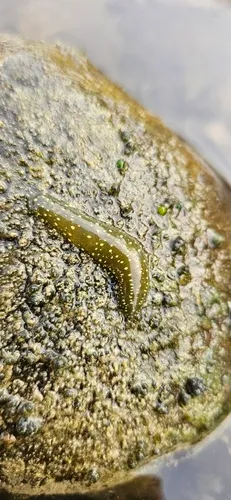 Duck Leech