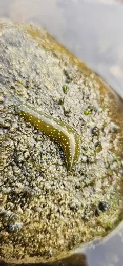 Duck Leech thumbnail 1