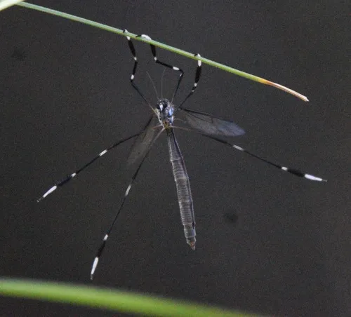 Western Phantom Crane Fly