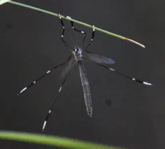 Western Phantom Crane Fly thumbnail 1