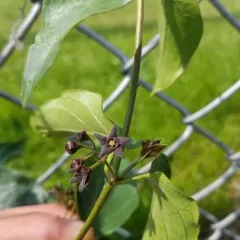 black swallow-wort thumbnail 1