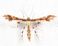 Evans' Plume Moth thumbnail 3