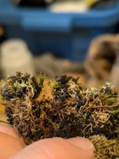 Arctic Moon Lichen thumbnail 3