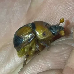 Bruner's Earth-boring Scarab Beetle thumbnail 3