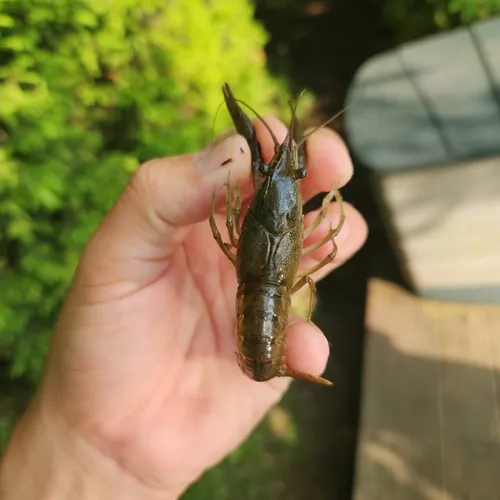 White River Crayfish