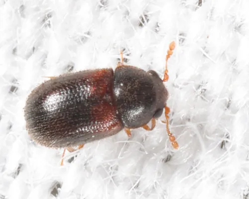 Sphindus americanus