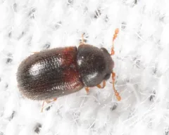Sphindus americanus thumbnail 1