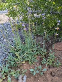 Blueleaf Beardtongue thumbnail 2