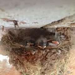 Barn Swallow thumbnail 1