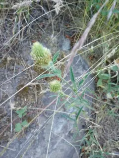 plumed clover thumbnail 1