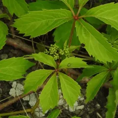 thicket creeper thumbnail 4
