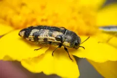 Acmaeodera immaculata thumbnail 4