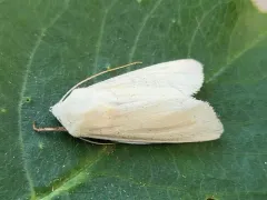 Pale Yellow Dune Moth thumbnail 2