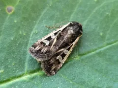 Yellow-collared Dart thumbnail 2