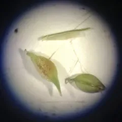 hairy sedge thumbnail 1