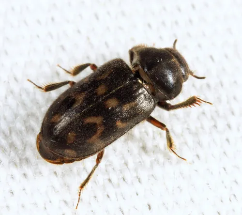 Heterocerus mollinus