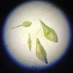Delicate Quill Sedge thumbnail 1