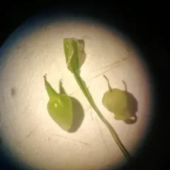James' Sedge thumbnail 2
