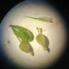 Inflated Narrow-leaved Sedge thumbnail 1