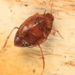 Haliplus fasciatus thumbnail 2