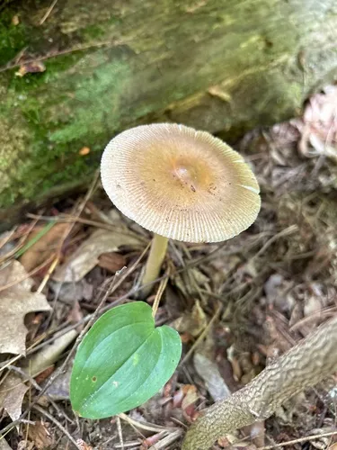 Olive-Gray Ringless Amanita