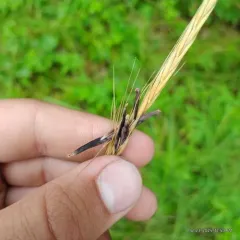 Rye Ergot thumbnail 2