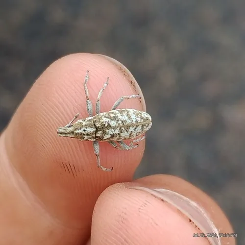 Knapweed Root Weevil