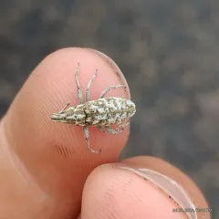 Knapweed Root Weevil thumbnail 1