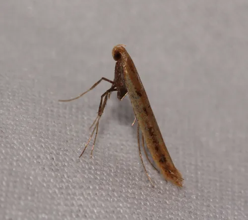Caloptilia alnicolella