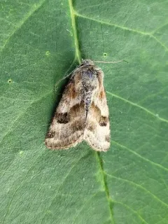 flax bollworm thumbnail 4