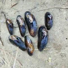 Western Pearlshell thumbnail 4