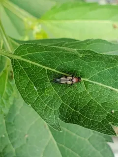 Macrosiagon pectinata thumbnail 3
