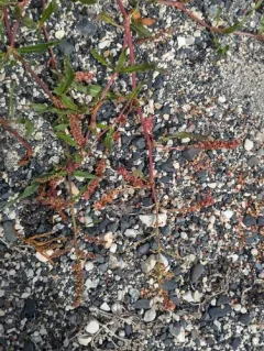 subarctic dock thumbnail 2