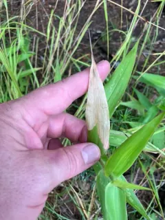 Chalepus bicolor thumbnail 4