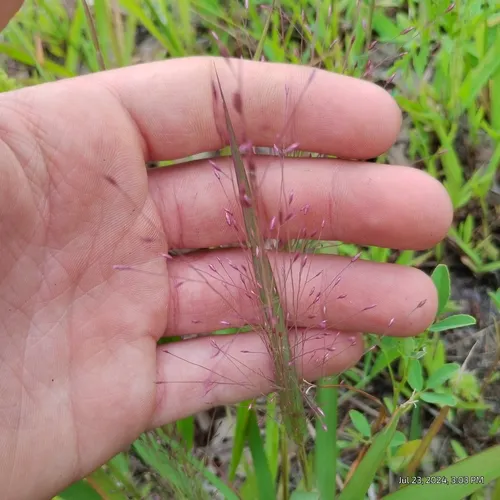 Purple Lovegrass