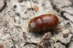 Xenochodaeus luscinus thumbnail 2