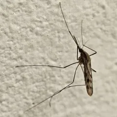Anopheles earlei thumbnail 2