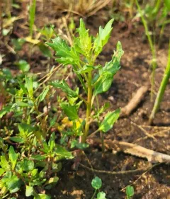 red pigweed thumbnail 1