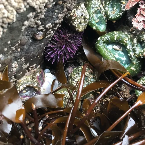 Pacific Purple Sea Urchin