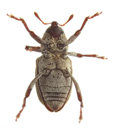 Acoptus suturalis
