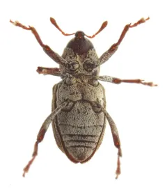 Acoptus suturalis thumbnail 1