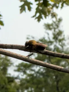 Bumblerobber thumbnail 3