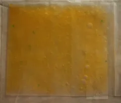 E. coli thumbnail 4