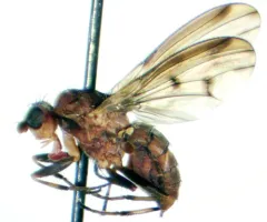 Suillia barberi thumbnail 3
