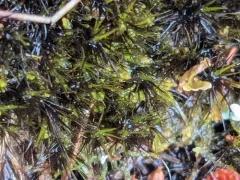Cliff Campylopus thumbnail 1