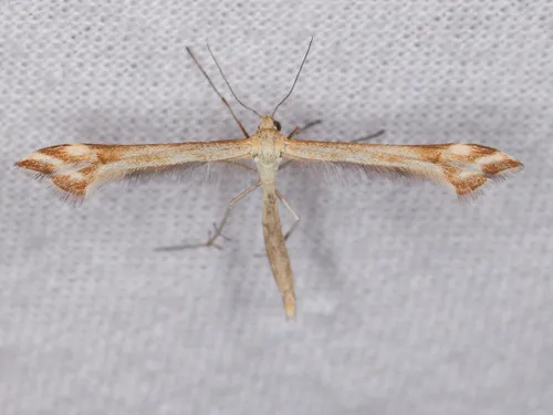 White-banded Plume Moth