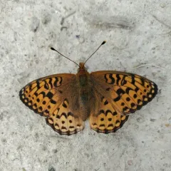 Northwestern Fritillary thumbnail 3