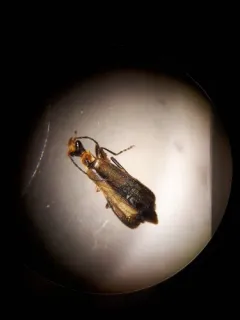 Dichelotarsus cavicollis thumbnail 2