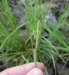 lenticular sedge thumbnail 3