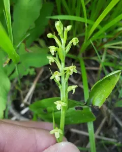pale green orchid thumbnail 2